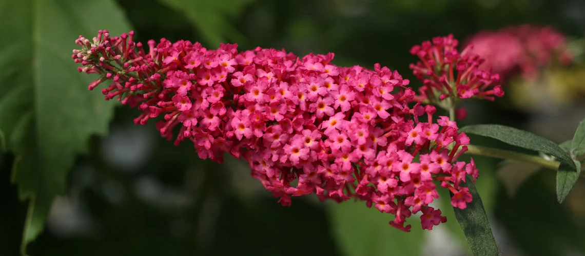 Monarch® Prince Charming Butterfly Bush - Buddleia - Perennial - Gallon Pot 1 Monarch® Prince Charming Butterfly Bush - Buddleia - Perennial - Gallon Pot