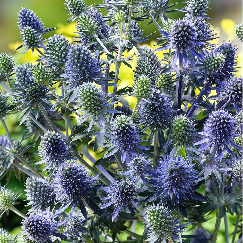 Blue Hobbit Sea Holly Perennial - Eryngium - Live Plant - Quart Pot 2 Blue Hobbit Sea Holly Perennial - Eryngium - Live Plant - Quart Pot - Image 2