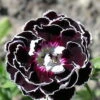 Velvet N Lace Dianthus Perennial - Live Plant - Quart Pot