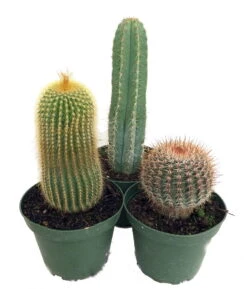 Instant Cactus Collection - 3 Plants - 4" Pots 3 Instant Cactus Collection - 3 Plants - 4" Pots -Plant Sale Shop apincqry2 50446.1592332238