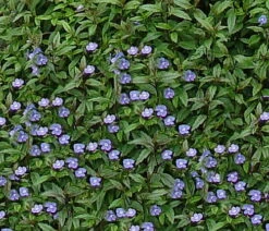 Georgia Blue Veronica - Speedwell - Quart Pot - Rich Blue Creeper -Plant Sale Shop apinctk7b 36850.1616329862