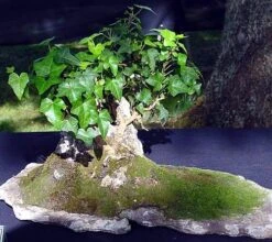 English Ivy 48 Plants - Hardy Groundcover - Sun Or Shade -1 3/4" Pots -Plant Sale Shop apindsowq 77050.1592323929