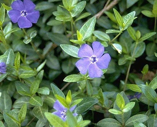 Myrtle 48 Plants - Periwinkle/Vinca - Hardy Groundcover - 1 3/4" Pots 4 Myrtle 48 Plants - Periwinkle/Vinca - Hardy Groundcover - 1 3/4" Pots - Image 4