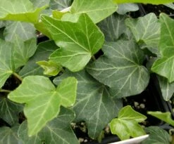 Thorndale English Ivy 48 Plants - Hardy Groundcover - 1 3/4" Pots -Plant Sale Shop apint3brk 68935.1592326091