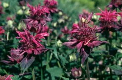 Raspberry Wine Bee Balm - Monarda - Bright Red & Pink - Live Plant - Quart Pot -Plant Sale Shop apinwtfyp 21019.1592329409