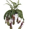 Asian Pitcher Plant - Nepenthes - Carnivorous - Exotic - 6" Hanging Basket
