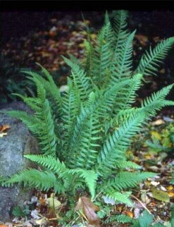 Japanese Beech Hardy Fern - Thelypteris Decursive-pinnata - Quart Pot 5 Japanese Beech Hardy Fern - Thelypteris Decursive-pinnata - Quart Pot -Plant Sale Shop apinzyaeg 50464.1592324619