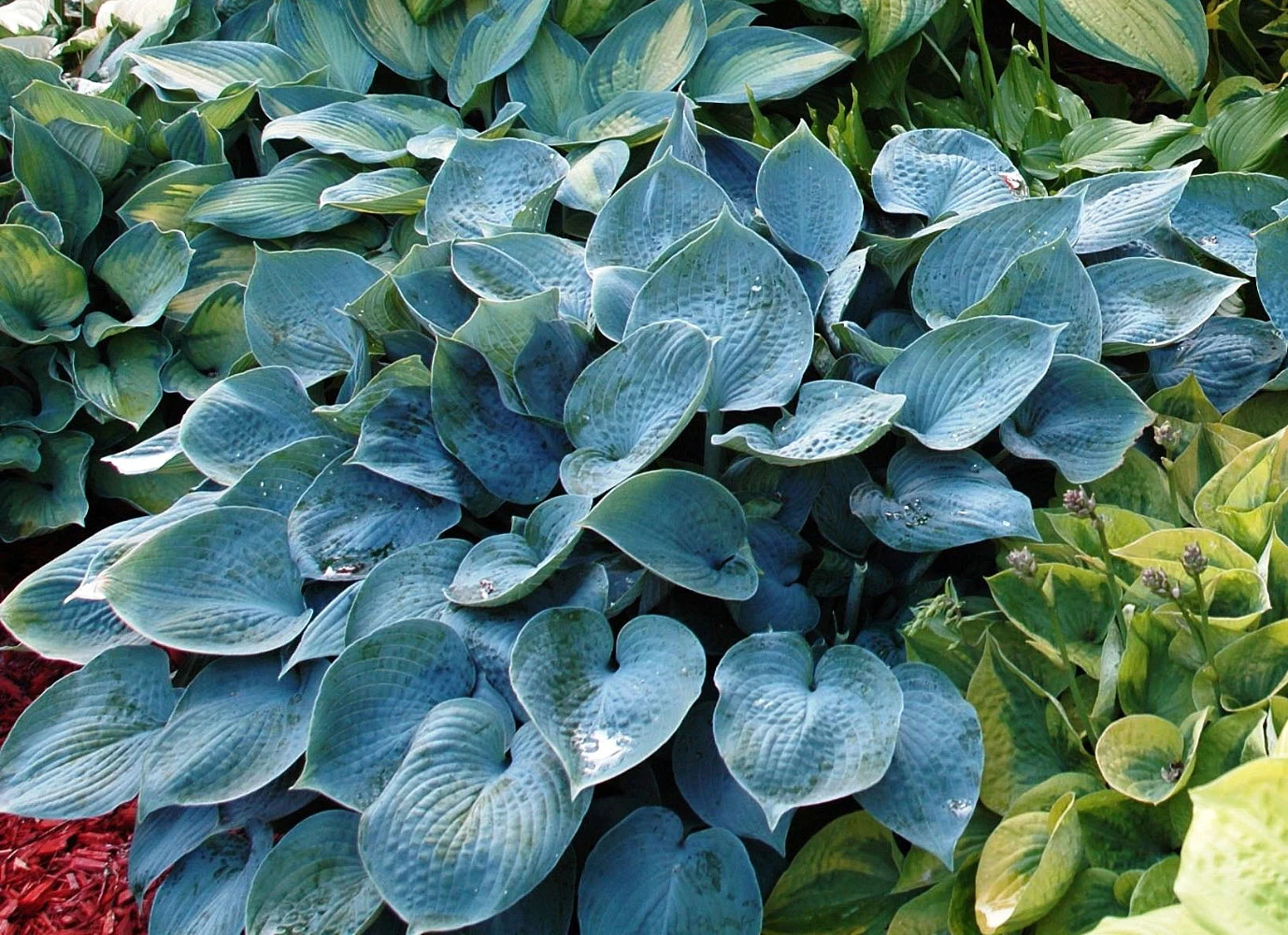 Halcyon Hosta - Gorgeous Medium Size Deep Green/Blue! - Live Plant - Quart Pot 2 Halcyon Hosta - Gorgeous Medium Size Deep Green/Blue! - Live Plant - Quart Pot - Image 2
