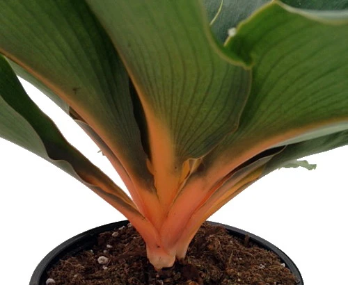 Orange Mandarin Spider Plant - Chlorophytum - Easy To Grow - 6" Pot 2 Orange Mandarin Spider Plant - Chlorophytum - Easy To Grow - 6" Pot - Image 2