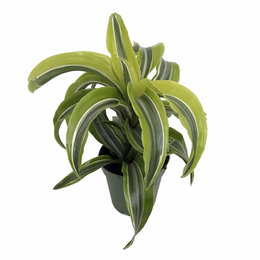 Lemon Surprise Madagascar Dragon Tree-Dracaena-4" Pot - Easy To Grow House Plant 1 Lemon Surprise Madagascar Dragon Tree-Dracaena-4" Pot - Easy To Grow House Plant