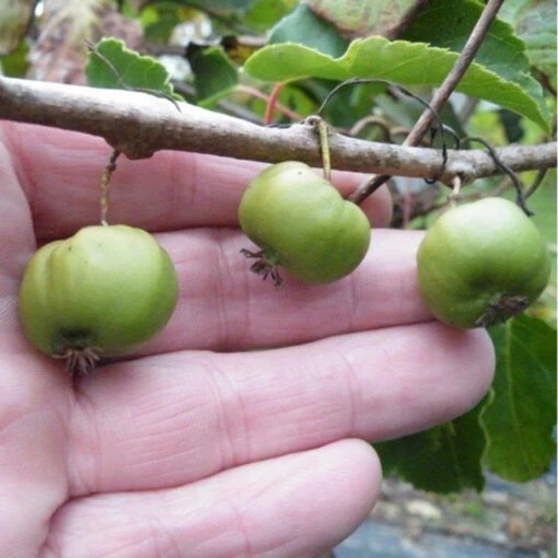 2 Hardy Kiwi Plants - Chang Bai Female And Meader Male - Actinidia -Large Fruit 1 2 Hardy Kiwi Plants - Chang Bai Female And Meader Male - Actinidia -Large Fruit -Plant Sale Shop apioisdox 60308.1592330817