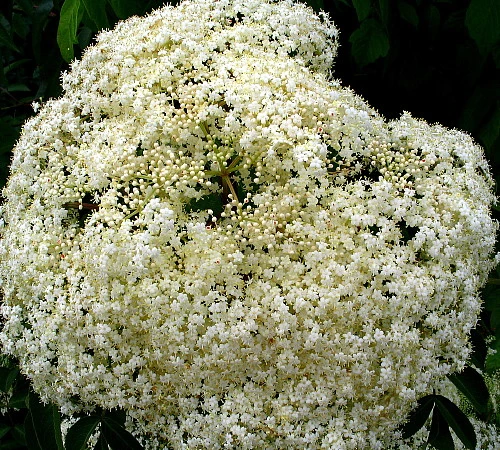 Ranch Elderberry Perennial Shrub - Sambucus - 3.25" Pot 3 Ranch Elderberry Perennial Shrub - Sambucus - 3.25" Pot - Image 3