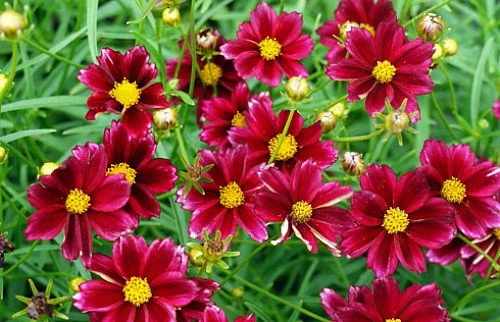 Mercury Rising Coreopsis Tickseed Perennial - Live Plant - Quart Pot 2 Mercury Rising Coreopsis Tickseed Perennial - Live Plant - Quart Pot - Image 2