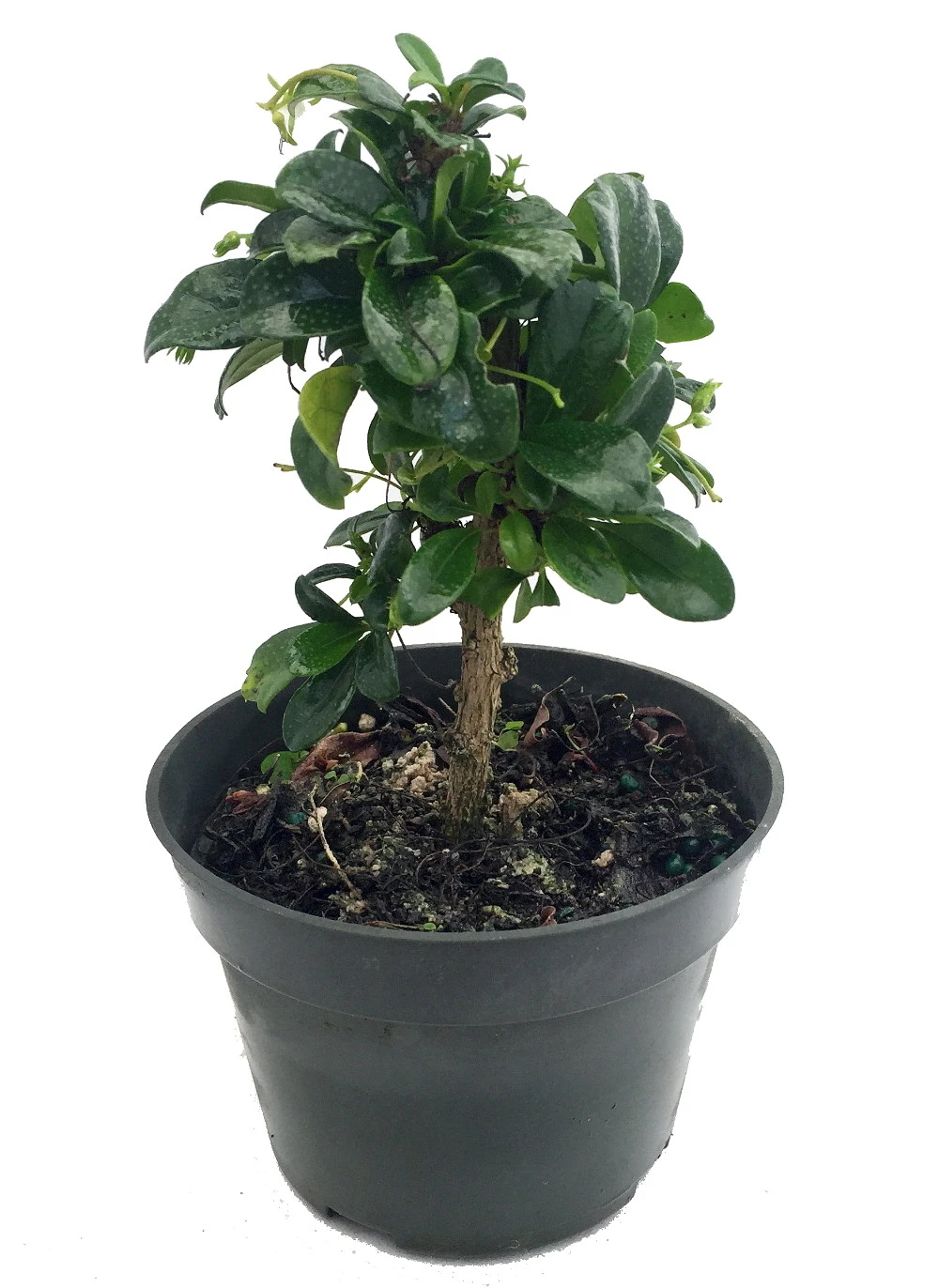 Fukien Tea Bonsai Tree - Carmona - 4" Pot - Indoor Houseplant 1 Fukien Tea Bonsai Tree - Carmona - 4" Pot - Indoor Houseplant
