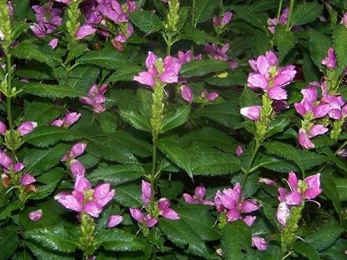 Hot Lips Turtlehead Perennial - Chelone Lyonii - Quart Pot 1 Hot Lips Turtlehead Perennial - Chelone Lyonii - Quart Pot