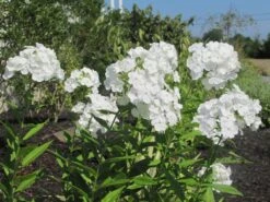 David Hardy Tall Phlox- White-Perennial Of The Year 2002- Live Plant- Gallon Pot -Plant Sale Shop apipij7ph 50460.1592329803