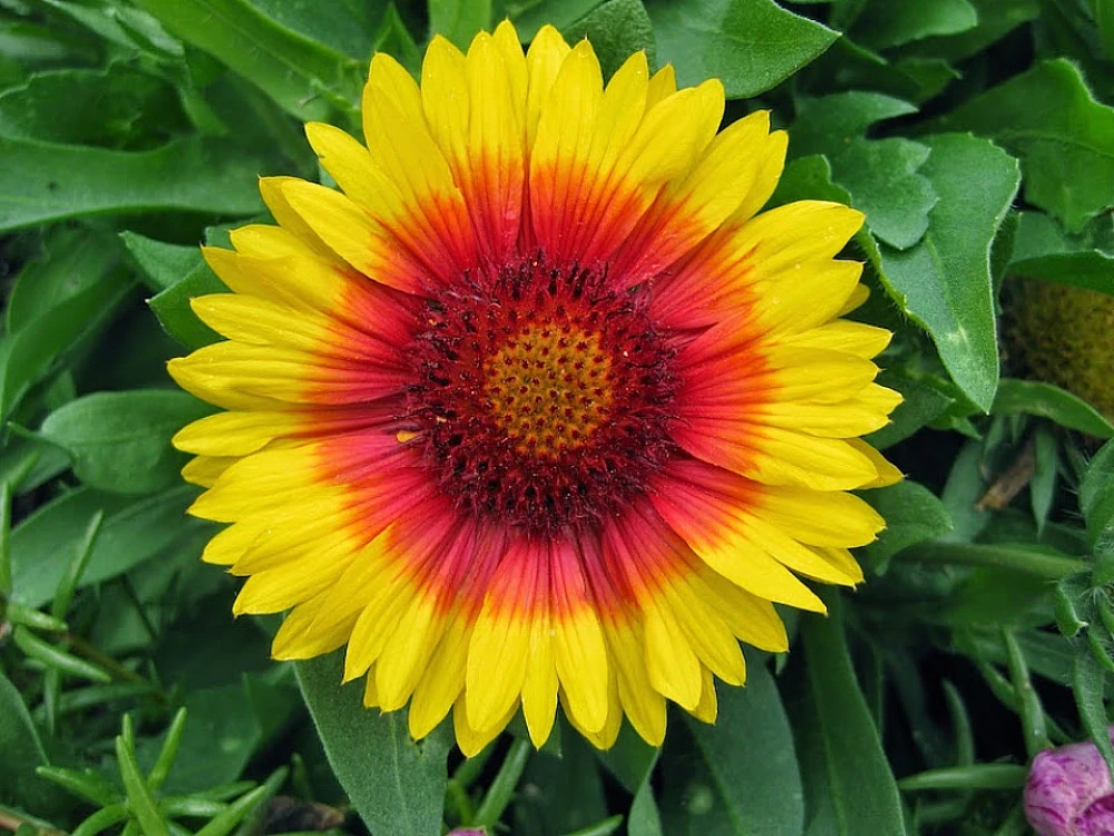 Mesa™ Bright Bicolor Blanket Flower - Gaillardia - Live Plant - Quart Pot 1 Mesa™ Bright Bicolor Blanket Flower - Gaillardia - Live Plant - Quart Pot