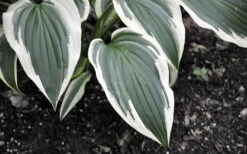 Fantabulous Hosta - Live Plant - Cream & Green - Quart Pot