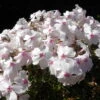 Amazing Grace Creeping Phlox Perennial - Quart Pot
