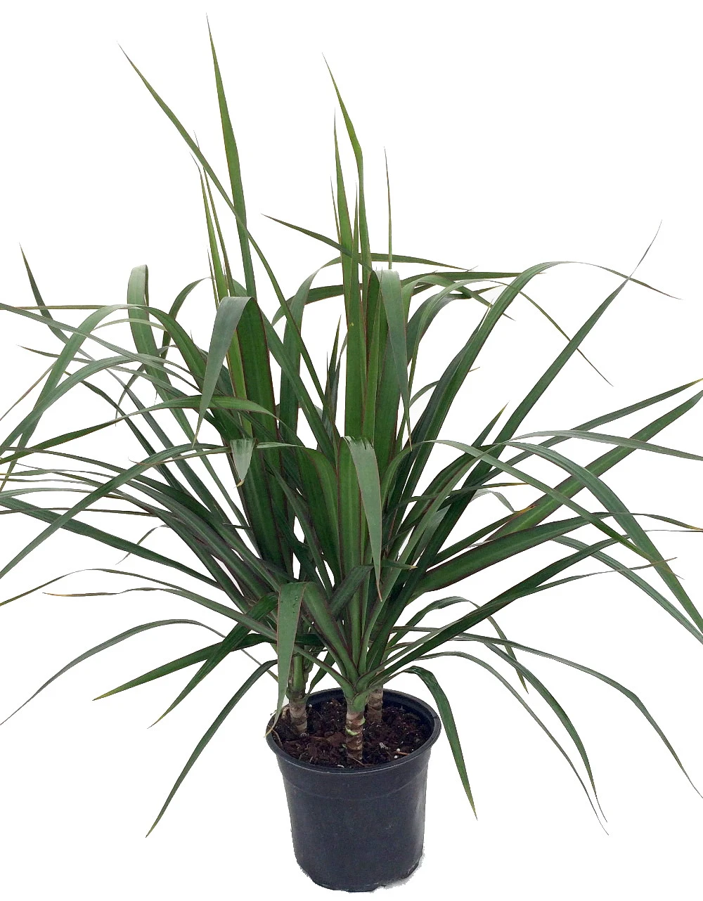 Madagascar Dragon Tree - Dracaena Marginata - 6" Pot - Easy To Grow House Plant 1 Madagascar Dragon Tree - Dracaena Marginata - 6" Pot - Easy To Grow House Plant