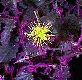 Purple Passion Plant - 4" Mini Hanging Basket - EROTIC - Gynura 2 Purple Passion Plant - 4" Mini Hanging Basket - EROTIC - Gynura - Image 2