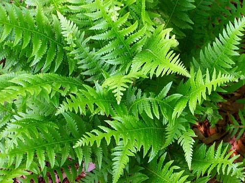 Japanese Beech Hardy Fern - Thelypteris Decursive-pinnata - Quart Pot 1 Japanese Beech Hardy Fern - Thelypteris Decursive-pinnata - Quart Pot