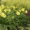 Rainbow Rhythm® Going Bananas Daylily - Hemerocallis-Gallon Pot - Proven Winners