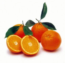 Valencia Orange Tree - Indoors/Out -8" Pot-NO SHIPPING TO TX, FL, AZ, CA, LA, HI -Plant Sale Shop apiq9w1wn 44435.1592325077