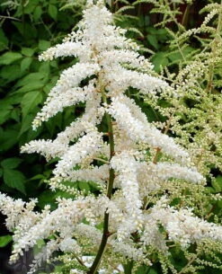 Deutschland False Spirea - Astilbe Chinensis - Very Hardy! - Quart Pot 5 Deutschland False Spirea - Astilbe Chinensis - Very Hardy! - Quart Pot -Plant Sale Shop apiqgmnxd 59191.1592325751
