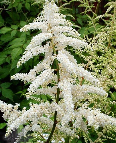 Deutschland False Spirea - Astilbe Chinensis - Very Hardy! - Quart Pot 3 Deutschland False Spirea - Astilbe Chinensis - Very Hardy! - Quart Pot - Image 3