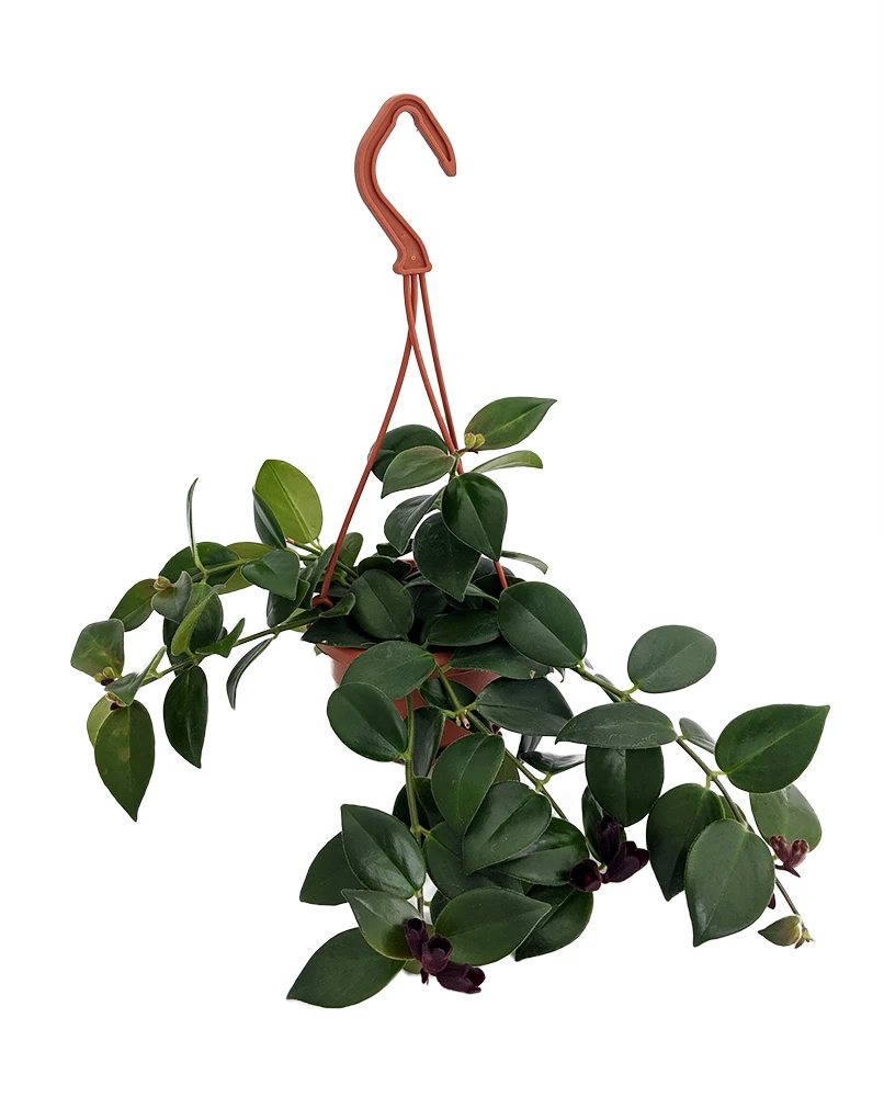 Lipstick Plant - Mini 4" Hanging Pot - Aeschynanthus - Easy To Grow House Plant 1 Lipstick Plant - Mini 4" Hanging Pot - Aeschynanthus - Easy To Grow House Plant