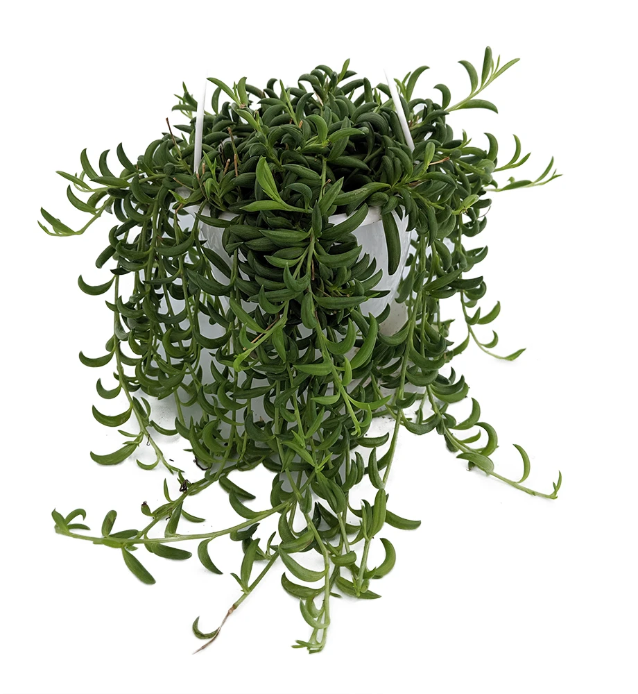 String Of Bananas - Senecio Radicans - 6" Hanging Basket 1 String Of Bananas - Senecio Radicans - 6" Hanging Basket