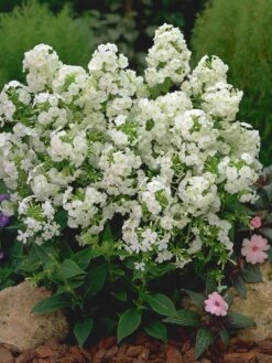 David Hardy Tall Phlox- White-Perennial Of The Year 2002- Live Plant- Gallon Pot -Plant Sale Shop apiqyypq9 91768.1592329803