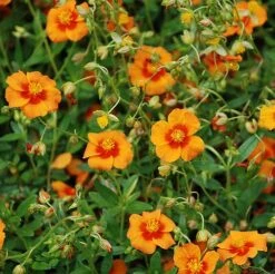 Bronze Carpet Sun Rose - Helianthemum - Quart Pot -Plant Sale Shop apiqzma4d 16924.1592323452