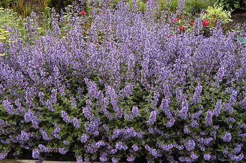 Dropmore Catmint Perennial - Nepeta - Quart Pot 2 Dropmore Catmint Perennial - Nepeta - Quart Pot - Image 2