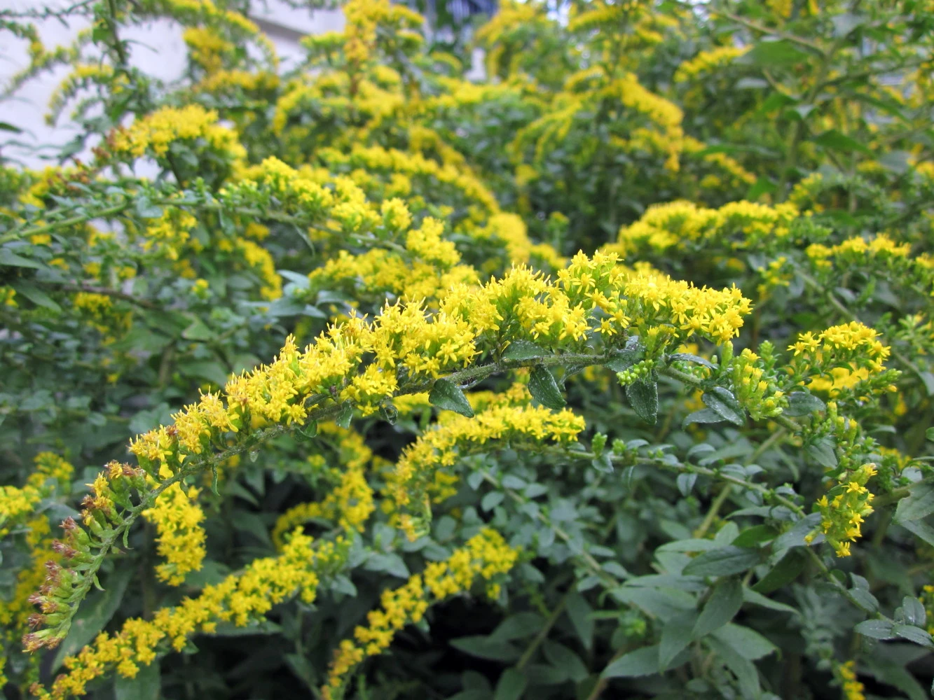 Fireworks Goldenrod Perennial - Solidago Rugosa - Quart Pot 1 Fireworks Goldenrod Perennial - Solidago Rugosa - Quart Pot