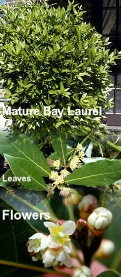 Bay Laurel Herb - Laurus Nobilis - 4" Pot - Live Plant -Plant Sale Shop apirai4oa 26203.1648591802