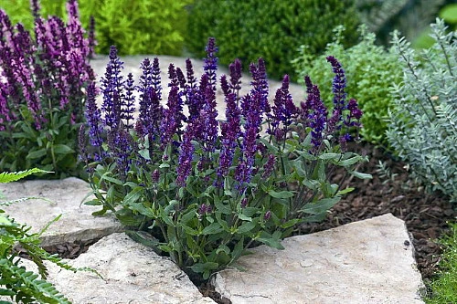 New Dimension Blue Meadow Sage - Salvia - Quart Pot 1 New Dimension Blue Meadow Sage - Salvia - Quart Pot