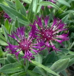 Amethyst Dream Mountain Bluet - Centaurea Montana - Quart Pot -Plant Sale Shop apirkuh0h 58282.1592323241