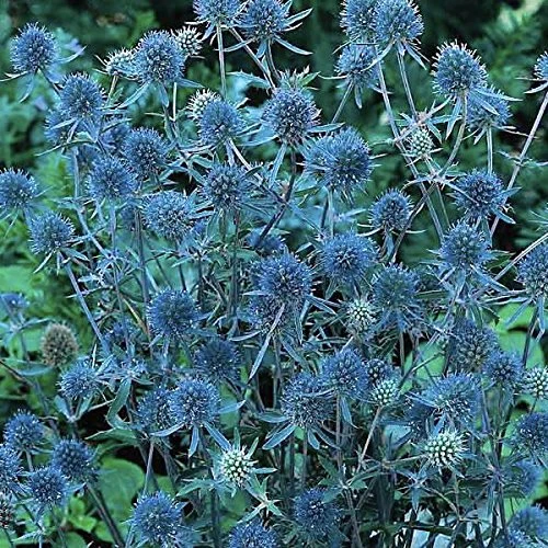 Blue Hobbit Sea Holly Perennial - Eryngium - Live Plant - Quart Pot 5 Blue Hobbit Sea Holly Perennial - Eryngium - Live Plant - Quart Pot - Image 5