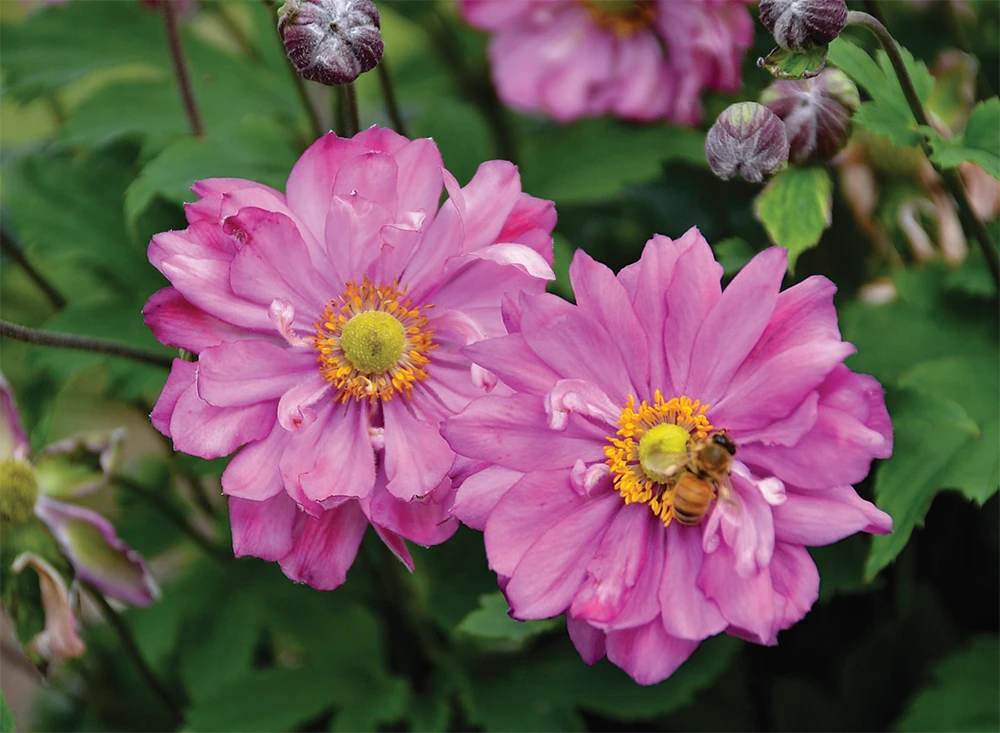 Fall In Love Sweetly Anemone - Windflower - Proven Winners - Gallon Pot 2 Fall In Love Sweetly Anemone - Windflower - Proven Winners - Gallon Pot - Image 2