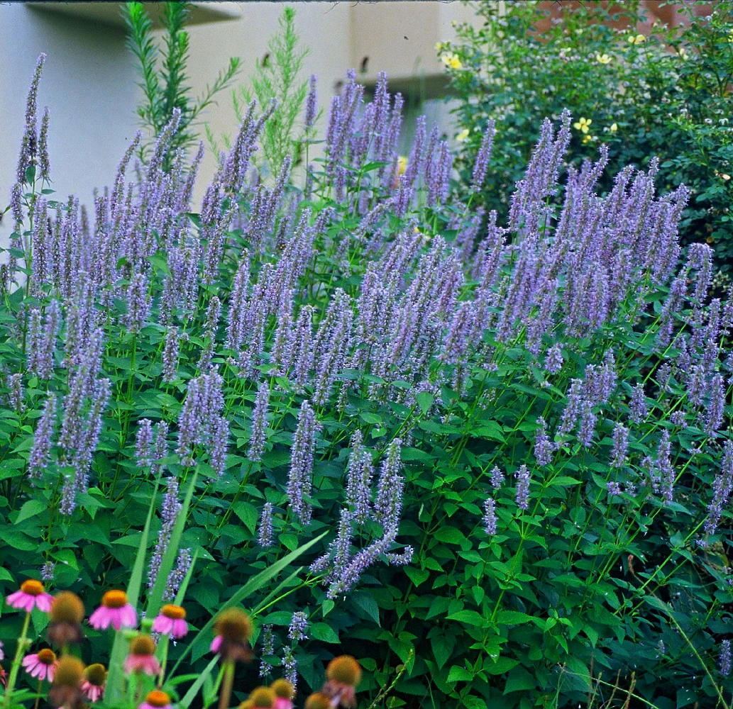 Blue Fortune Hummingbird Mint- Agastache- Anise Hyssop- Live Plant - Gallon Pot 1 Blue Fortune Hummingbird Mint- Agastache- Anise Hyssop- Live Plant - Gallon Pot