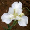 White Swirl Siberian Iris - Ivory White With A Touch Of Gold - Quart Pot