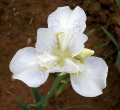 White Swirl Siberian Iris - Ivory White With A Touch Of Gold - Quart Pot