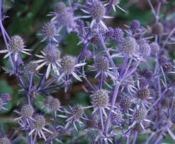 Blue Glitter Sea Holly Perennial - Eryngium - Live Plant - Quart Pot 6 Blue Glitter Sea Holly Perennial - Eryngium - Live Plant - Quart Pot -Plant Sale Shop apisffdp0 73225.1592323723