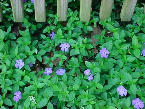 Myrtle 48 Plants - Periwinkle/Vinca - Hardy Groundcover - 1 3/4" Pots 3 Myrtle 48 Plants - Periwinkle/Vinca - Hardy Groundcover - 1 3/4" Pots - Image 3