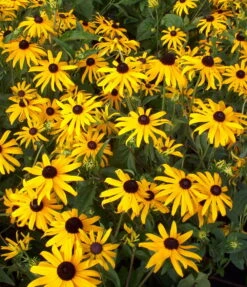 Black-Eyed Susan Goldsturm Rudbeckia - Live Plant - Quart Pot