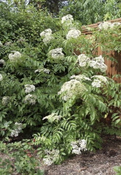 Johns Elderberry Perennial Shrub - Sambucus - Native - 3.25" Pot 7 Johns Elderberry Perennial Shrub - Sambucus - Native - 3.25" Pot -Plant Sale Shop apisowjcj 39107.1592329618