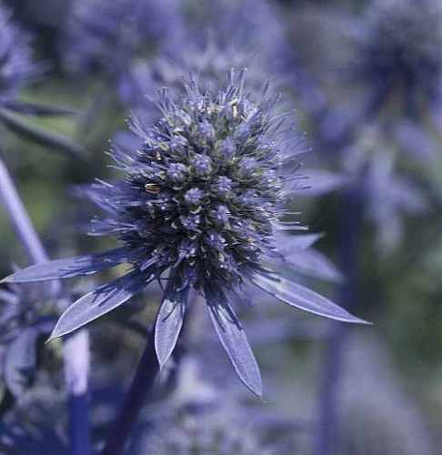 Blue Glitter Sea Holly Perennial - Eryngium - Live Plant - Quart Pot 2 Blue Glitter Sea Holly Perennial - Eryngium - Live Plant - Quart Pot - Image 2