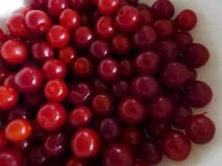 Plant Sale Shop 32 Joel & Jan Bush Cherry Plants - 4" Pots - Red Cherry Fruit In Late Summer